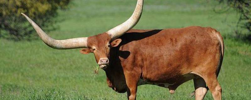 三牛精神是什么 三牛精神是什么时候说的