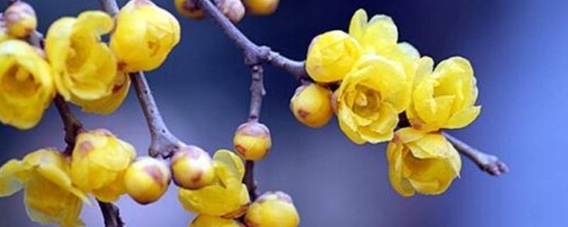 腊梅花怎么发朋友圈（腊梅的花发朋友圈花语）