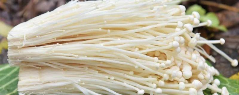 金针菇放冰箱一个月还能吃么（金针菇放冰箱一个多月还能吃吗）