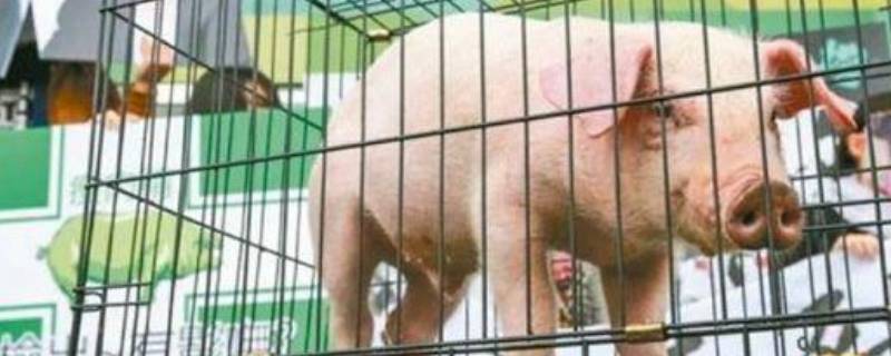 美猪为什么叫莱猪（为什么称美猪为莱猪）