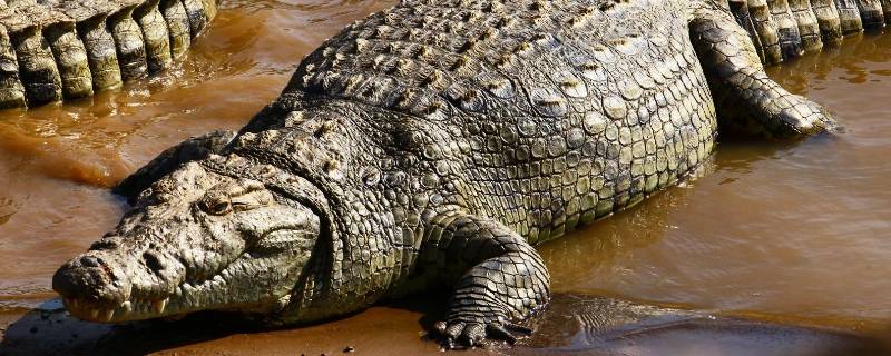 鳄鱼的尾巴作用是什么（鳄鱼的尾巴起到什么作用）