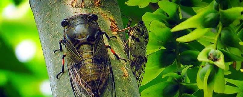 蝉怎样喝水（蝉怎样喝水蝉通常在什么地方产卵）