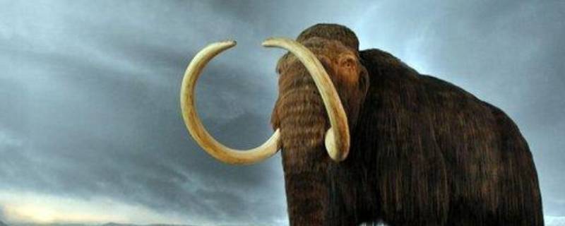 猛犸象生活在哪里 猛犸象生活在哪里多活了一段时间