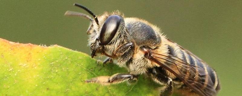 切叶蜂的本领（切叶蜂的本领是什么）
