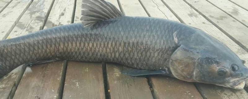 青鱼为什么被称为鬼鱼 佩戴青鱼石有什么禁忌吗