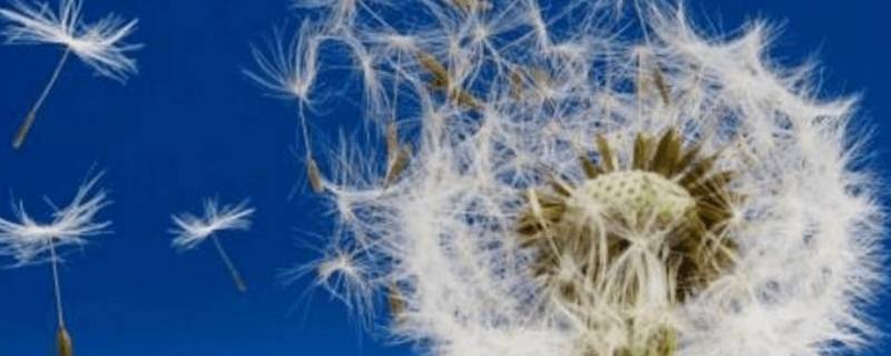 蒲公英盛开了改成拟人句（蒲公英盛开了改成拟人句怎么写）