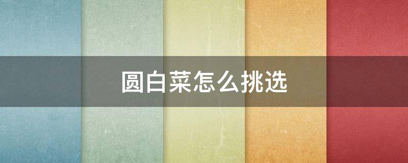 圆白菜怎么挑选（圆白菜怎么挑选好的）