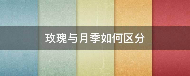 玫瑰与月季如何区分（玫瑰与月季如何区分品种）