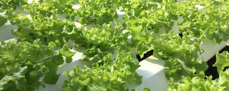水培蔬菜有哪些（水培蔬菜有哪些品种）