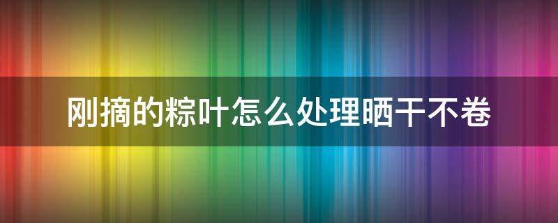 刚摘的粽叶怎么处理晒干不卷（刚摘的粽叶怎么处理晒干不卷边）