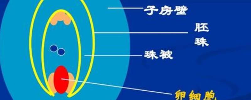 子房由什么组成（雌蕊的子房由什么组成）