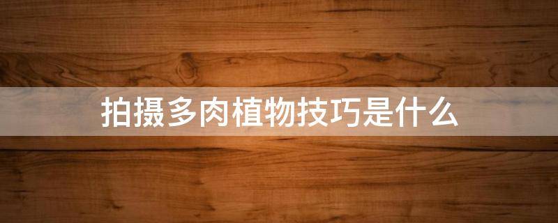 拍摄多肉植物技巧是什么 如何拍多肉植物