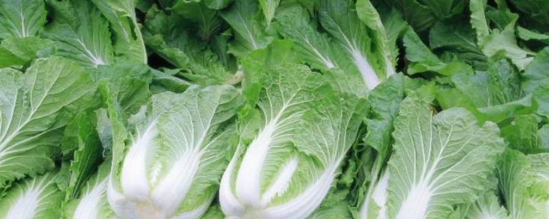 蔬菜名字有哪些 蔬菜名字有哪些英文