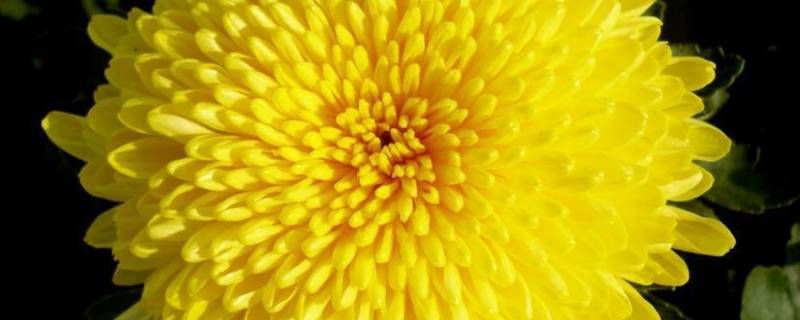 菊花过期还能喝吗（菊花过期还能喝吗没开封）