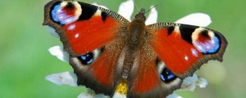 大孔雀蝶的特点 孔雀的特点和本领