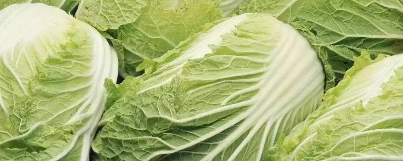 大白菜怎么储存一冬天都不烂 大白菜怎么储存不坏