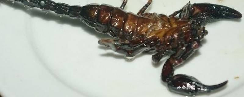 蝎子几条腿（十足全蝎和八足的区别）