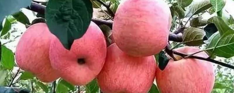 家里苹果太多吃不完怎么办（苹果的最佳储存方法）