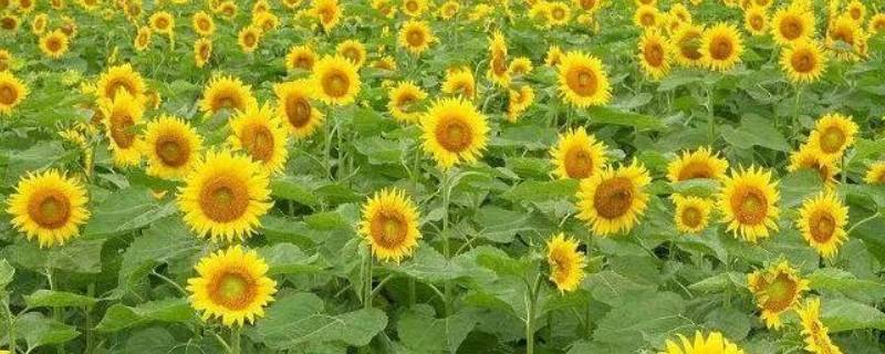 向日葵绕着太阳转的原因 向日葵绕着太阳转动的原因