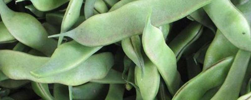 芸豆来不及泡发怎么办 芸豆来不及泡发怎么办呀