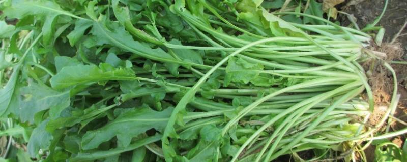 荠菜怎么保存长久吃时不变味 荠菜怎样保存时间长