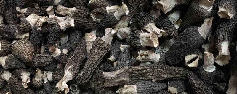 干羊肚菌怎么泡发（野生羊肚菌价值多少一斤）