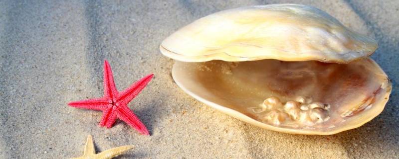海星里面有珍珠吗 海星里面有珍珠吗