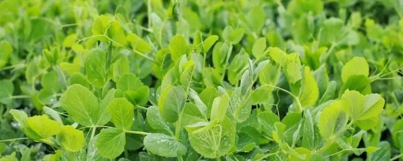 豌豆苗需要焯水吗（清炒豆苗的最正确做法）
