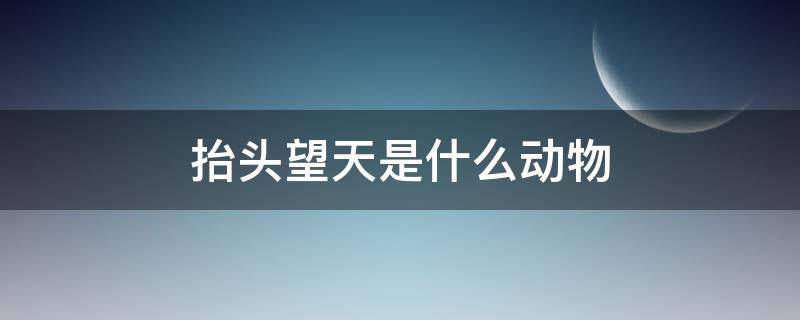 抬头望天是什么动物 抬头望天是什么动物图片