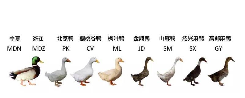 会飞的鸭子叫什么鸭（番鸭和普通鸭子的区别）