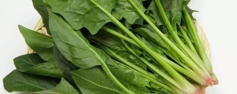 菠菜必须焯水才能吃吗（菠菜必须焯水才能吃吗,做菜盒怎么办）