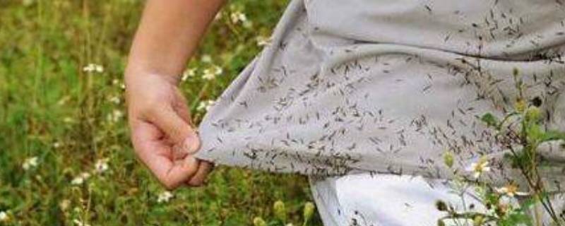 衣服粘上鬼针草怎么去掉（衣服上的鬼针草怎么办）