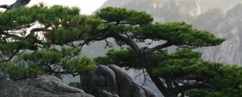 树的寓意和象征（石榴树的寓意和象征风水）