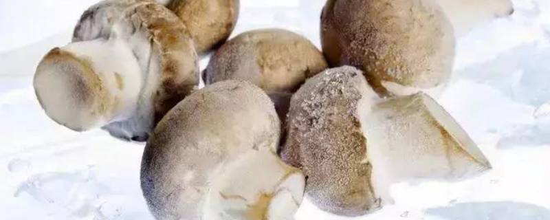 冻蘑菇能吃吗 冻蘑菇图片