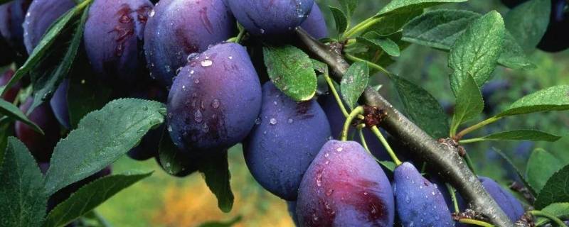 prune是什么水果 prunus是什么水果