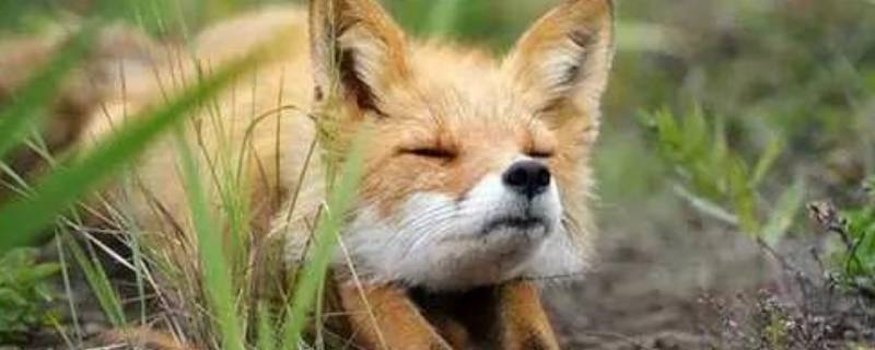 狐狸的天敌（狐狸的天敌是什么动物）