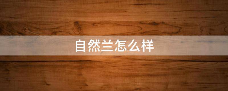 自然兰怎么样（自然兰属于什么档次）