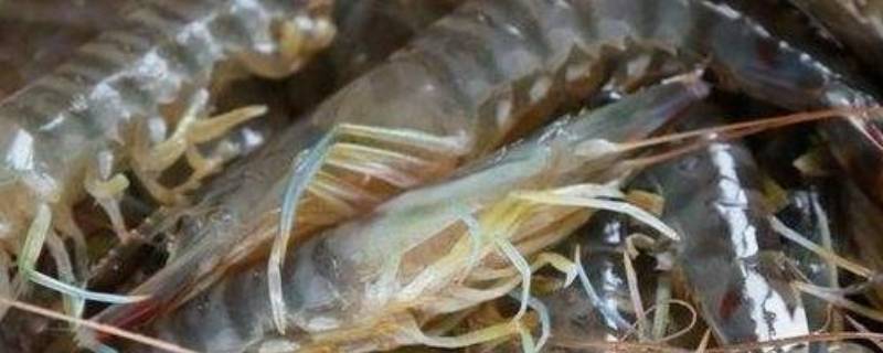 虾为什么会变黑（煮好的虾为什么会变黑）