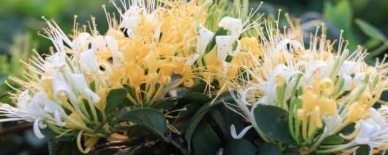 金银花花朵变色原理 金银花花朵变色原理图解
