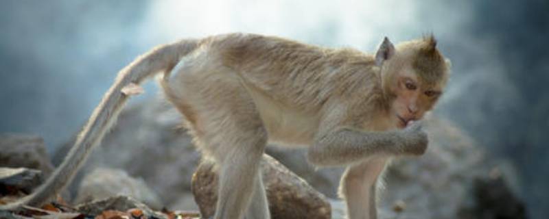 猴子屁股为什么是红的（猴子屁股为什么是红的作文,二百字）
