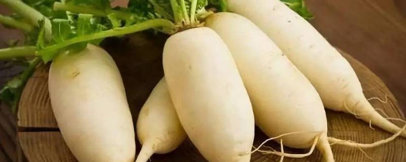 萝卜怕冻吗 萝卜怕冻吗最低可以多少度