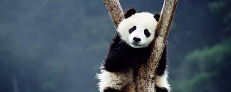 熊猫冬眠吗为什么（熊猫冬眠吗为什么不怕冷）