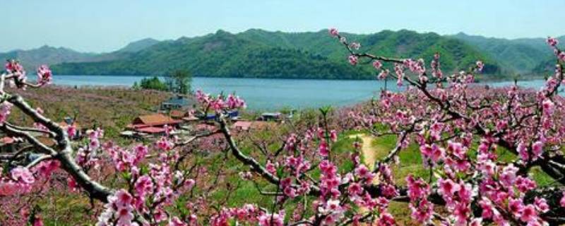 桃花岛风景区在哪里（辽宁桃花岛风景区在哪里）
