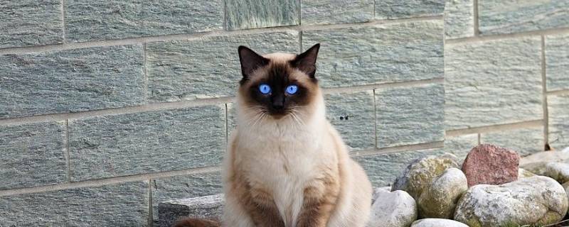 有一种猫叫什么罗 有个猫叫什么罗那个字怎么念