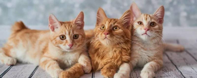 顺丰能寄宠物猫吗（顺丰快递可以邮寄宠物吗）