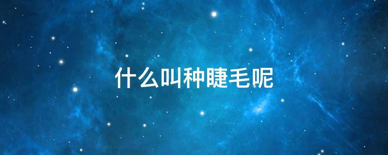 什么叫种睫毛呢（什么叫做种睫毛）