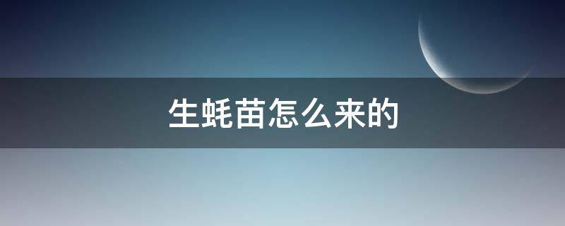 生蚝苗怎么来的 生蚝蚝苗怎么养殖