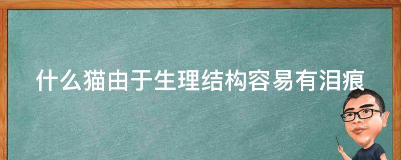 什么猫由于生理结构容易有泪痕（哪种猫容易产生泪痕）