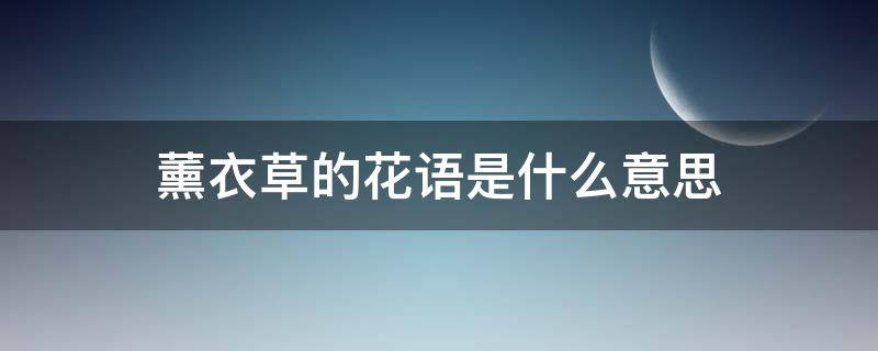 薰衣草的花语是什么意思 薰衣草的花语是什么意思寓意紫色代表什么?
