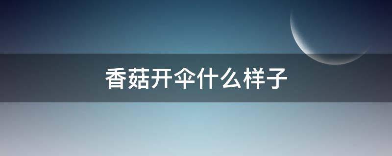香菇开伞什么样子（香菇开伞图片）